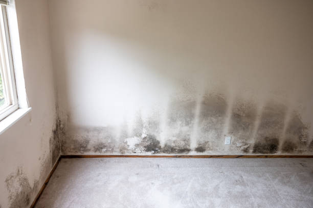 Best Dehumidification Services  in Moyie Springs, ID